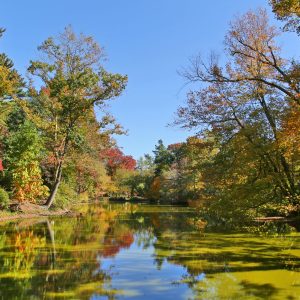 As the leaves transition to vibrant shades of gold, amber, and crimson, Old Westbury Gardens