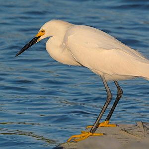 A snowy egret embracing the sun while looking for dinner in Wildwood Crest, NJ.