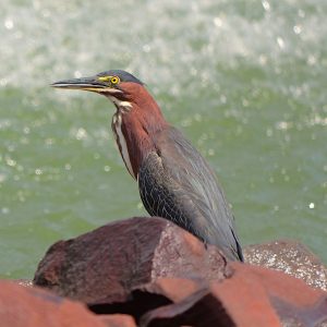 A green heron blending in with the rocks on a sunny afternoon while looking for lunch.