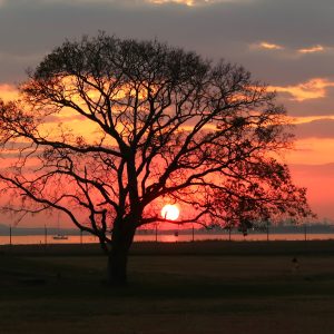 The sun appearing to be nesting on a branch of a tree overlooking Sandy Hook Bay