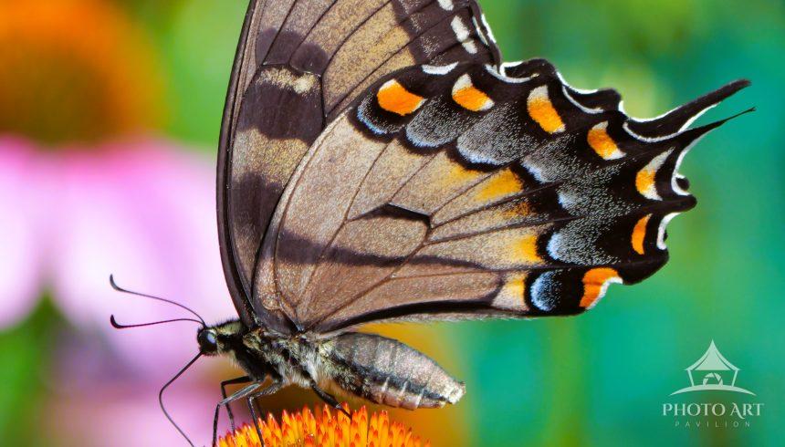 An Eastern Tiger Swallowtail embracing and capturing nectar from a coneflower.