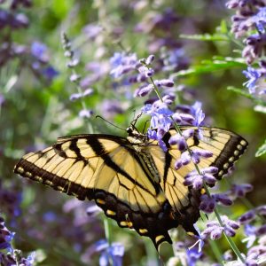 The underside of an Eastern Tiger Swallowtail butterfly nestled within a lavender plant.
