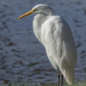 The great egret, also known as the common egret, large egret, or great white egret. Distributed
