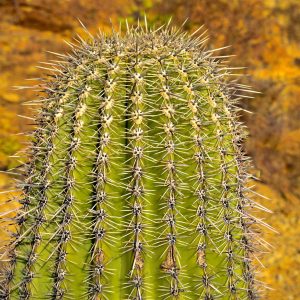 We were hiking in Saguaro National Park. Cactus, cactus everywhere! This one caught my eye. It was