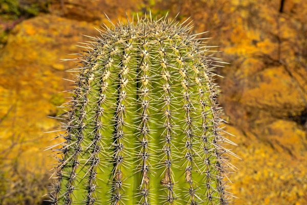 We were hiking in Saguaro National Park. Cactus, cactus everywhere! This one caught my eye. It was