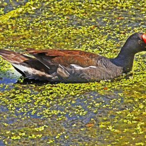 The common-moorhen is, also known as the waterhen or swamp chicken. You can see these birds at the