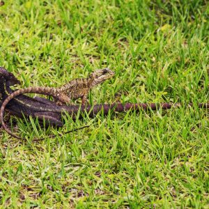 Lizards are scaly reptiles that are distinguished from snakes by their legs, movable eyelids, and