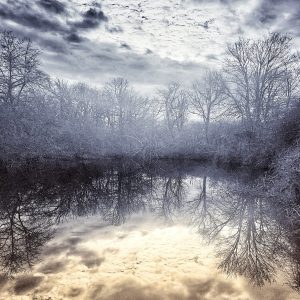 Winter Trees on a cold January day reflecting in the water.