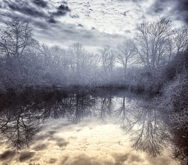 Winter Trees on a cold January day reflecting in the water.