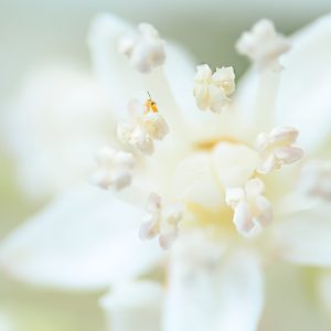 A tiny orange insect peaks out of a white hydrangea blossom.