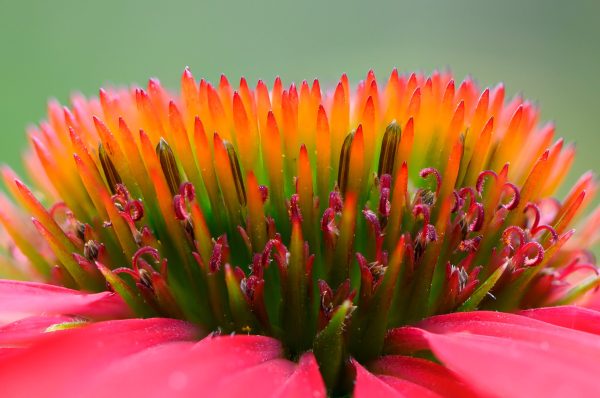 Close-up of a cone flower in a private garden on Cape Cod.