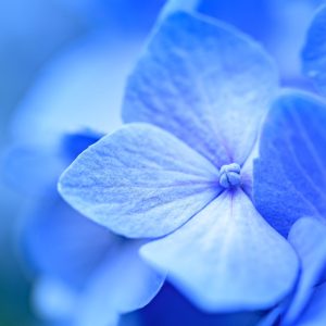 Close-up of a blue hydrangea blossom.