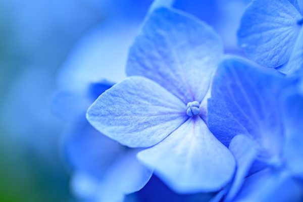 Close-up of a blue hydrangea blossom.