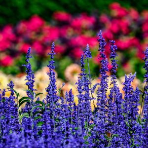 Salvia at Butchart Gardens in Vancouver.