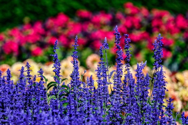 Salvia at Butchart Gardens in Vancouver.