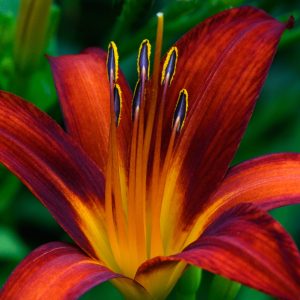 Lily in a private garden on Cape Cod.