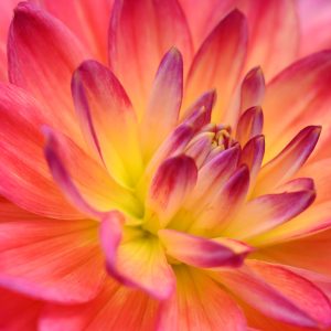 Close-up of dahlia at Butchart Gardens in Vancouver.