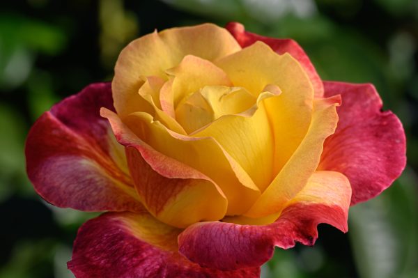 Rose at Butchart Gardens in Vancouver.