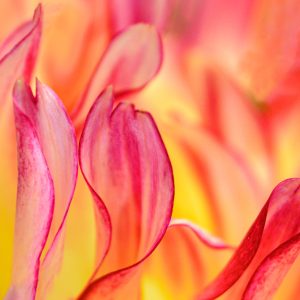 Abstract close-up of dahlia petals.