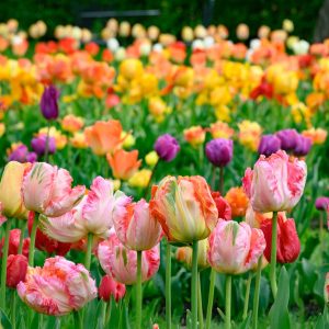 Tulips at Stevens-Coolidge House in Andover, MA.