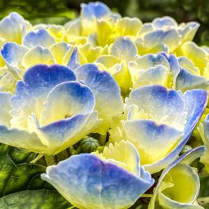 Close-up of a hydrangea taken during the Hydrangea Festival.