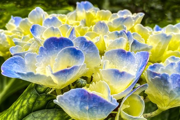 Close-up of a hydrangea taken during the Hydrangea Festival.