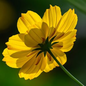 A backlit yellow cosmos.