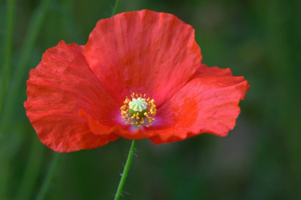 A bright red poppy from Butchart Gardens in Vancouver.