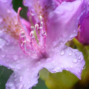 Columbine covered with raindrops during a storm.