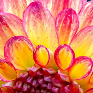 Close-up of colorful dahlia petals.