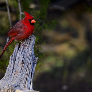 "Cardinal's Crimson Perch" is a captivating photographic artwork that captures the essence of