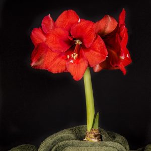 Image taken in my home studio. These make great Christmas plants. They are appearing more and more
