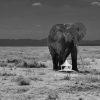 "Amboseli's Enigmatic Giant" is a captivating black and white photograph that beautifully