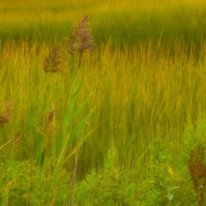 On my walk around Satterly Landing Park in Mount Sinai. The colors looking out at the grassland, and