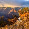 Getting to the South Rim to see our first Grand Canyon Sunset. These goats were making there exit