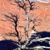 Hiking along the South Rim at the Grand Canyon.   Canyon Wood Standing Alone.