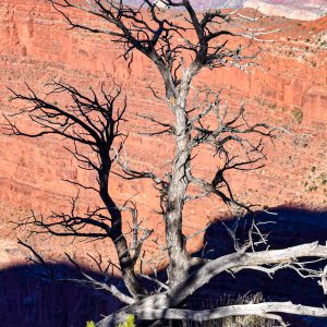 Hiking along the South Rim at the Grand Canyon.   Canyon Wood Standing Alone.