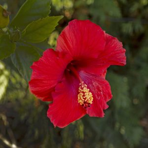 Hibiscus is a genus of flowering plants in the mallow family, malvaceae.