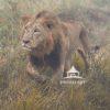 "Majesty on the Move" is a captivating photographic piece depicting a lion as it majestically
