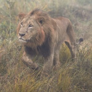 "Majesty on the Move" is a captivating photographic piece depicting a lion as it majestically