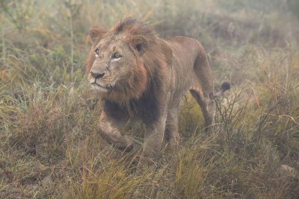 "Majesty on the Move" is a captivating photographic piece depicting a lion as it majestically