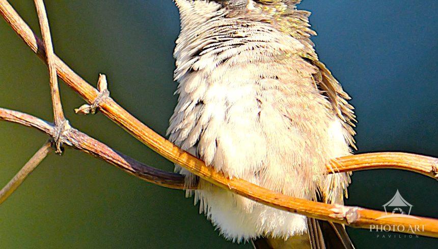 A hummingbird soaking in the sun during a power nap.