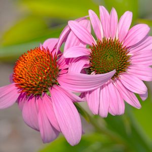 Flower petals embracing a neighboring flower in a hug.