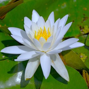A lotus flower in bright sunlight.