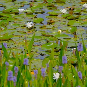 A pond of water lilies.