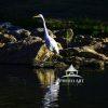 "Whisper of White Elegance" unveils a tranquil moment where nature's grace takes center stage. At