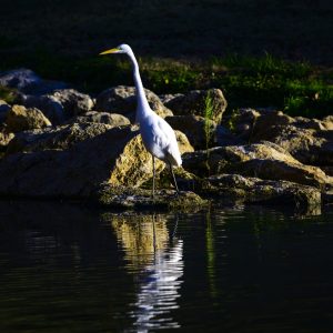 "Whisper of White Elegance" unveils a tranquil moment where nature's grace takes center stage. At