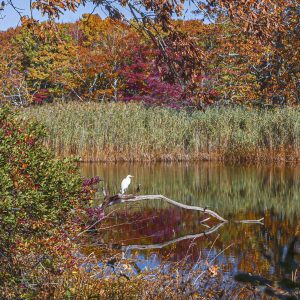 A Great White Egret takes a break on a fallen tree surrounded by quiet, calm waters & peak fall
