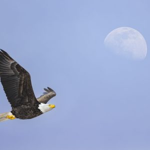 Bald Eagle passes high overhead with a full moon in the background