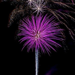 A Violet shell bursts under a shower of white & gold sparkles.